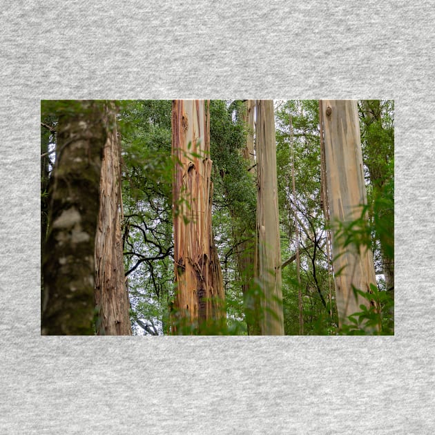 Four tree trunks in Otway National Park. by sma1050